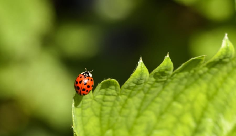 Paranormálne javy medzi svetom a neznámom
