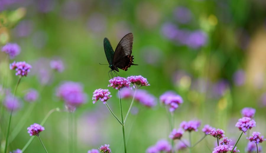 Makrobiotika a ajurvéda.