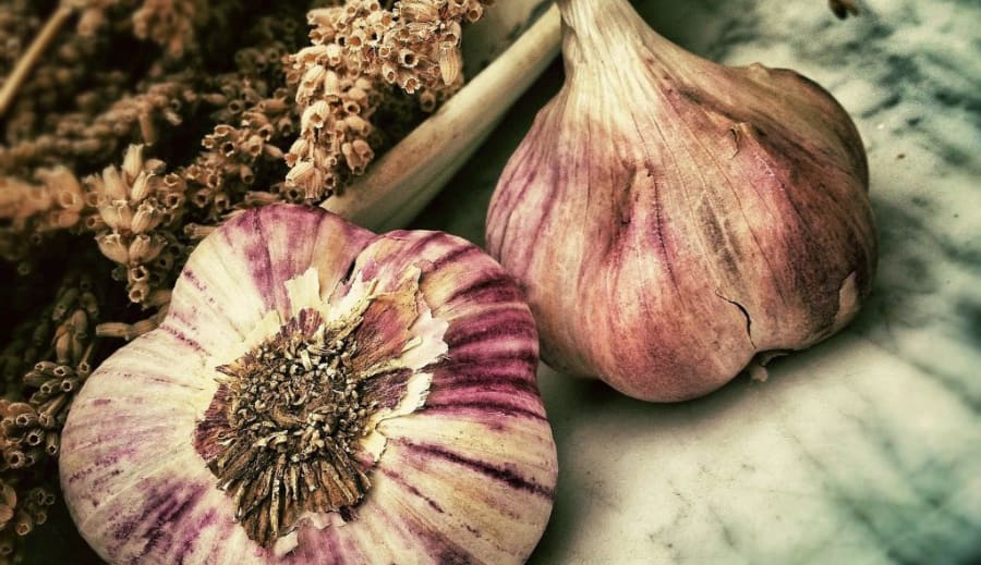 ČESNEK A JEHO ÚČINKY