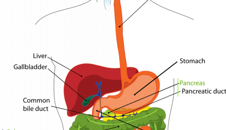 Když játra volají o pomoc