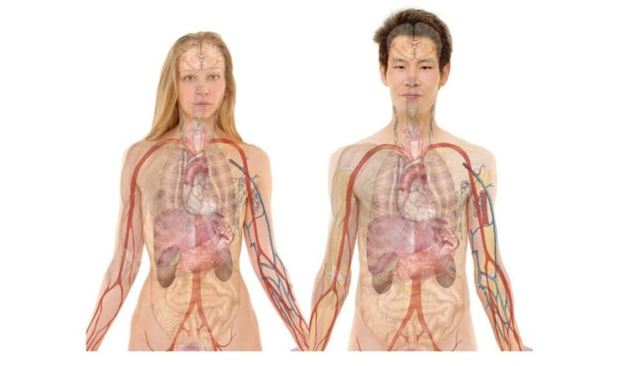 Ledviny je třeba posilovat