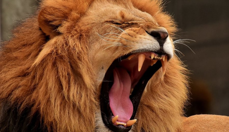 LETNÍ HOROSKOP PRO LVA