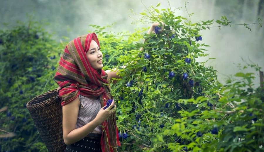 Planě rostoucí byliny