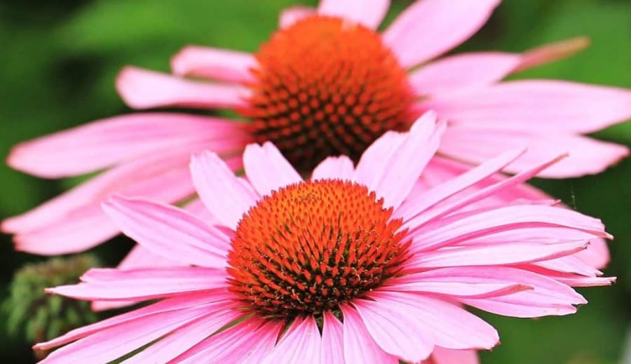 Přírodní antibiotikum Echinacea