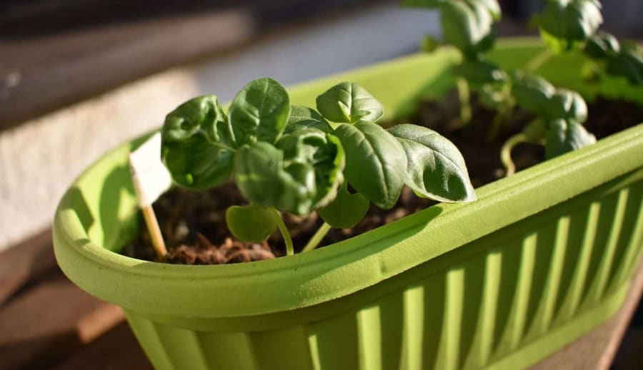 Rostliny dlouhověkosti