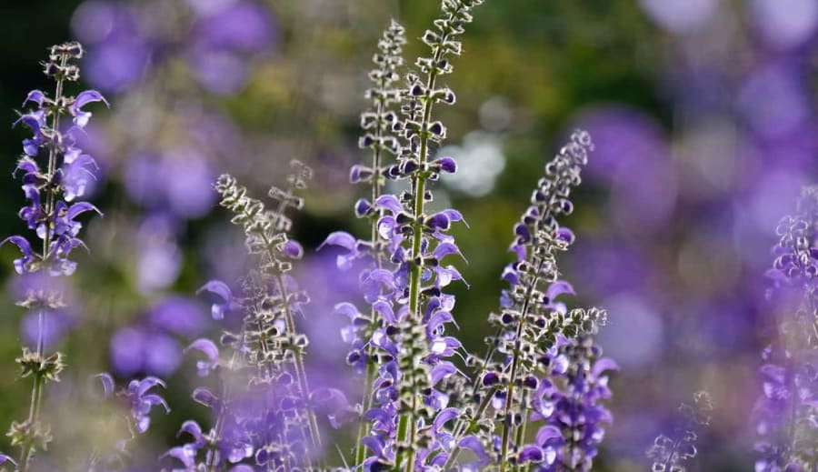 Šalvěj muškátová