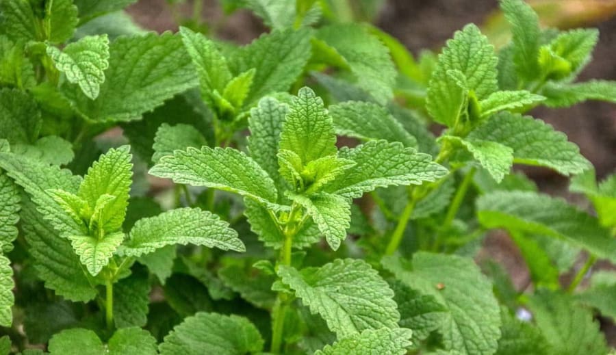 A citromfű hatásai a szorongás és az alvás javításában