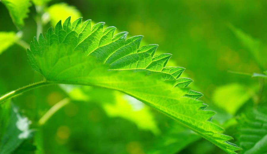 A csalán gyógyító ereje