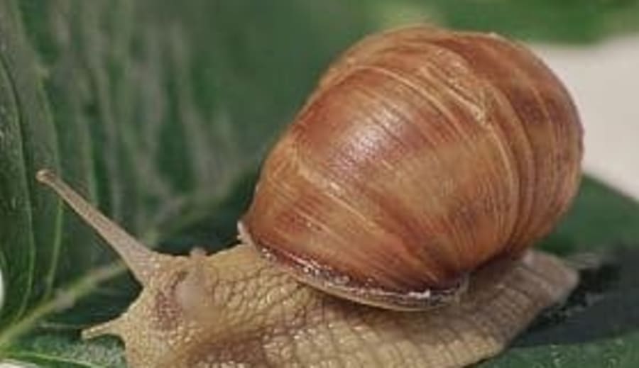 A csiga jelentése
