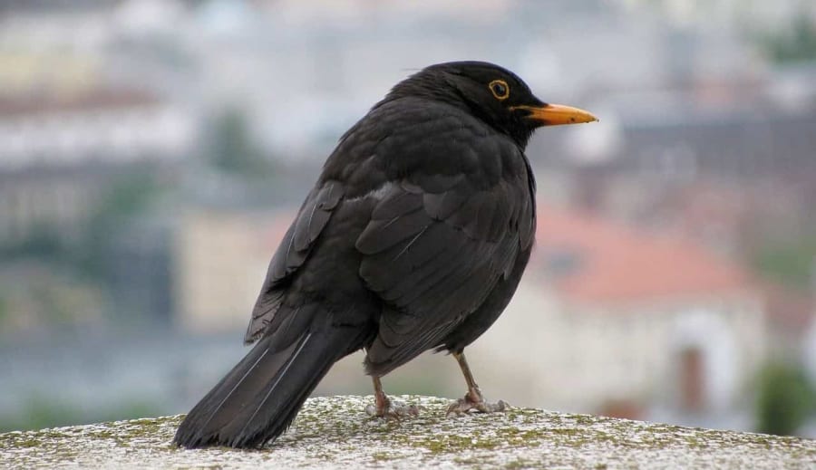 A fekete rigó élettani titkai és élőhelye