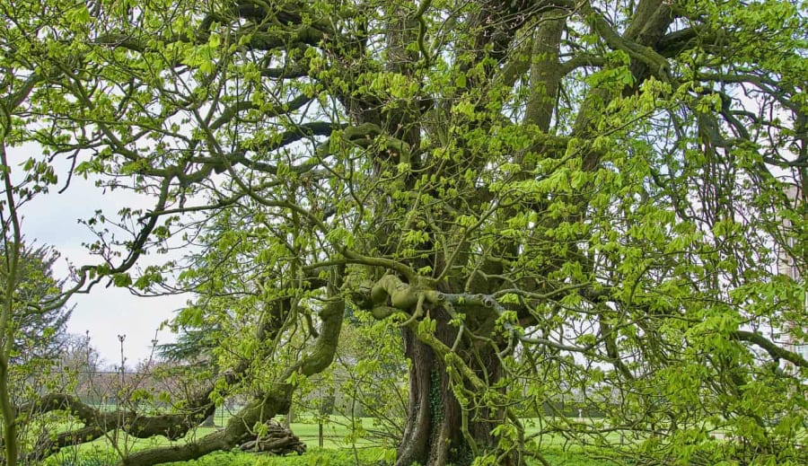 A helyi ökoszisztémák védelme: Miért fontos a biodiverzitás megőrzése?