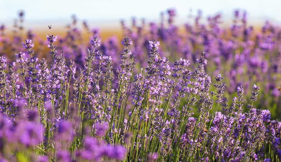 A levendula nyugtató hatása: hogyan segít a stressz kezelésében