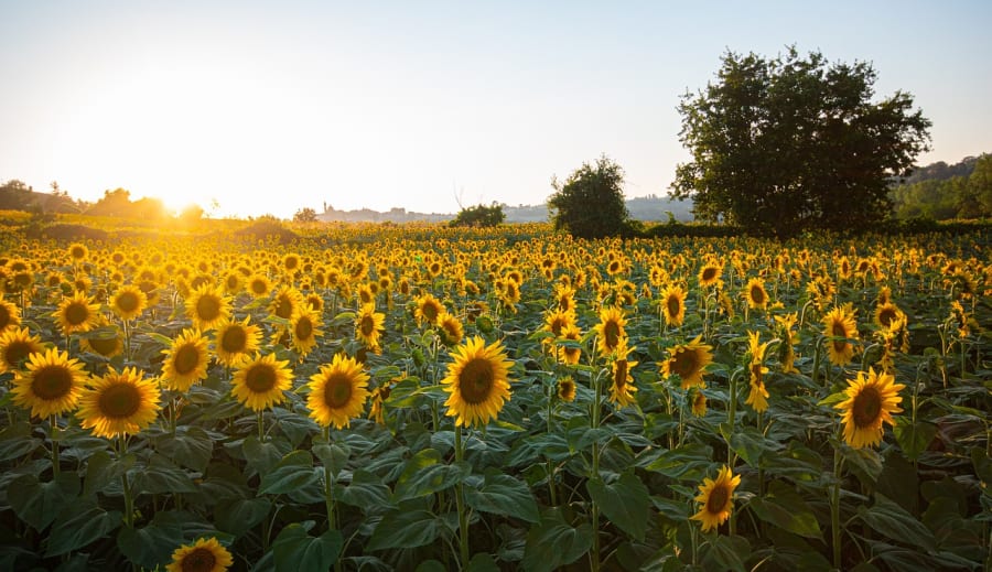 A napfény szerelmese: A varázslatos napraforgó