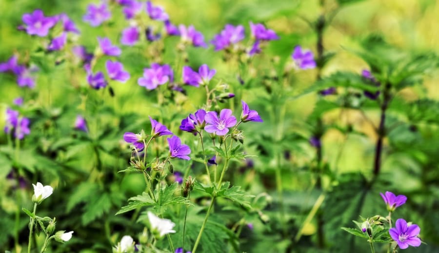 A pompás szarkaláb: A vidám nyári színfolt