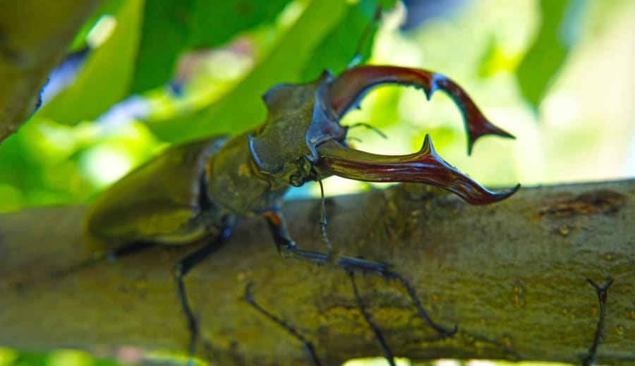 A szarvasbogár: Az erdők titokzatos óriása