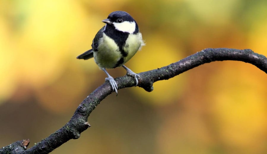 A széncinege (Parus major) intelligenciája és problémamegoldó képességei