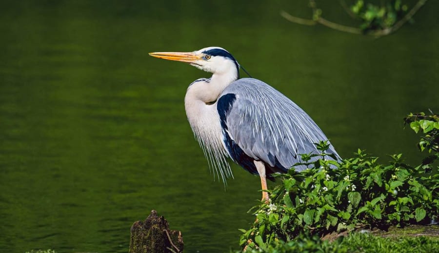 A szürkegém életmódja és szaporodási szokásai a vízpartokon