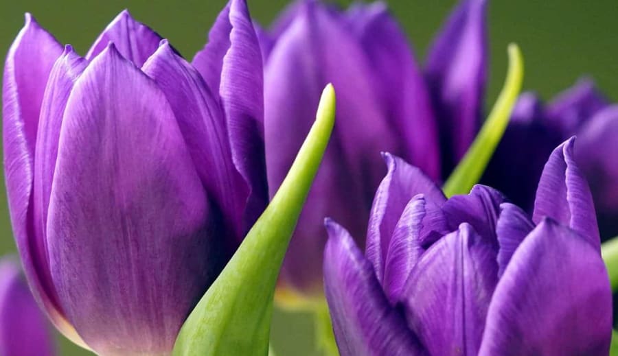 A tavaszi szimbólumok spirituális jelentése és ereje