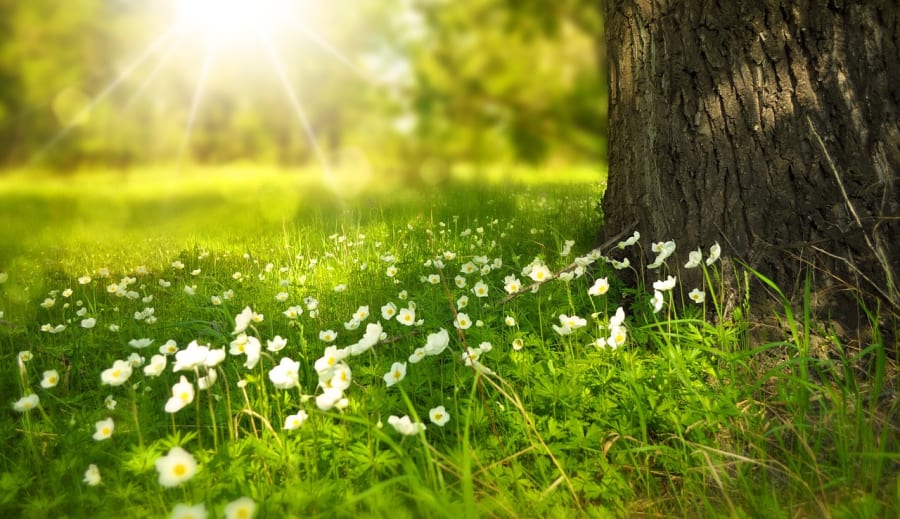 A természet angyala