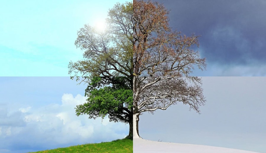 A természet csodái: Hogyan befolyásolják az évszakok a növények fejlődését?