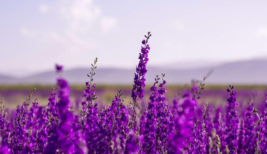 A varázslatos levendula: Az illatos szépség a kertben
