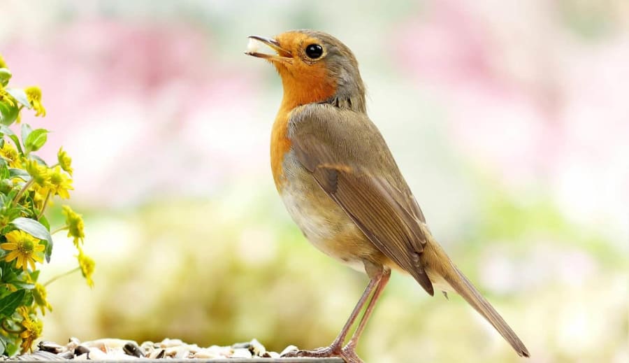 A vörösbegy (Erithacus rubecula) szaporodási szokásai és életmódja