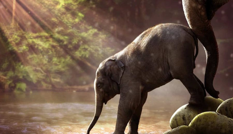 Afrikai spirituális történet – Elefánt