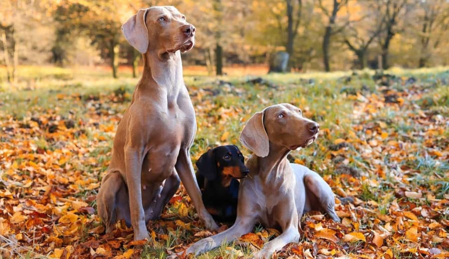 Állatnak kint a helye vagy a lakásban? – Vitás kérdések az állattartásban