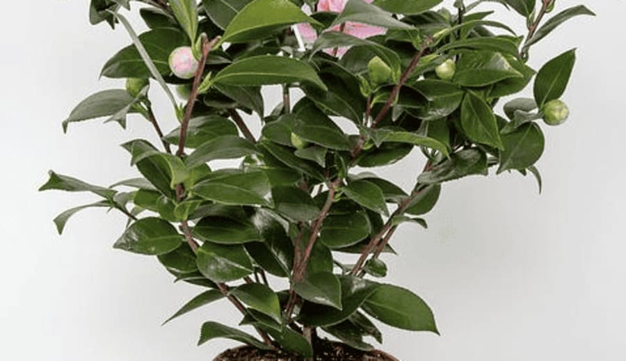 Ápold a kapcsolataid