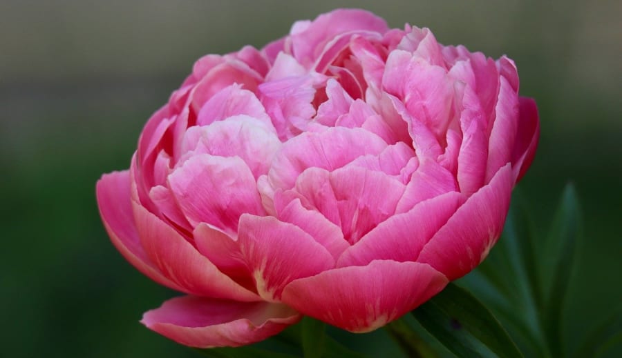 Az elegáns pünkösdi rózsa: A tavasz királynője