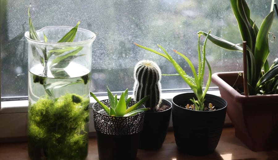 Benti növények ápolása – zöld harmónia az otthonodban