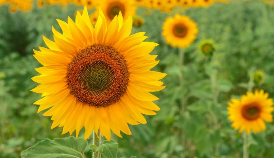 Úgy gondolom tudok cigánykártyát vetni