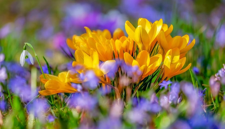 Tavasz a jóslásban