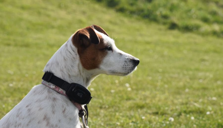 Van e közös jövőm a párommal, aki öt hónapja elhagyott? Három kártya házasság, özvegyasszony, vidámság....