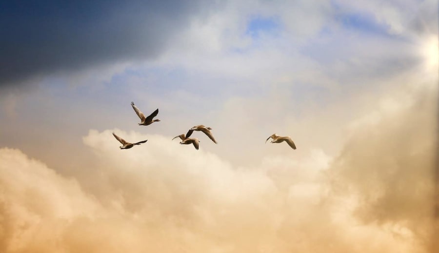 Hogyan segíthetünk a hazai madárfajoknak a téli hónapokban