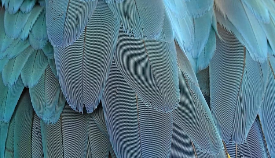 Indiánok és a toll