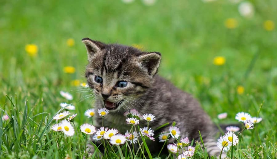 Kutyás-kiscicás történetek, amik megérintik a szívedet