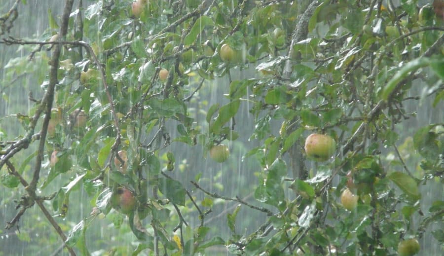 Májusi eső – aranyat ér, de vajon miért?