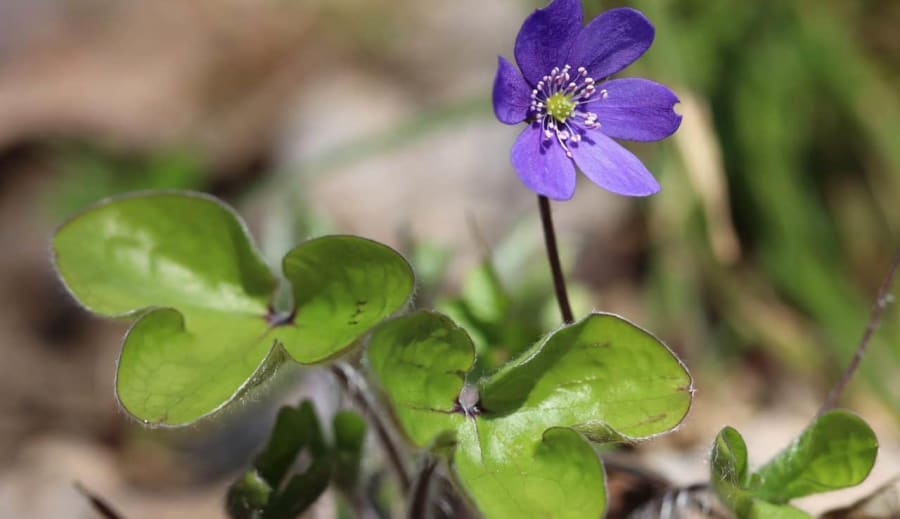 Májusi Holdfény – az ébredő tudat hónapja