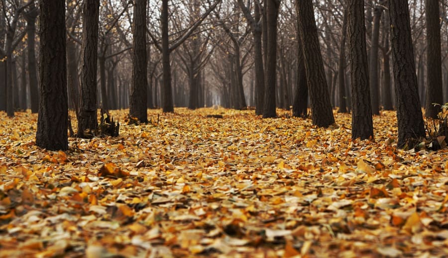 Őszi kertészkedés