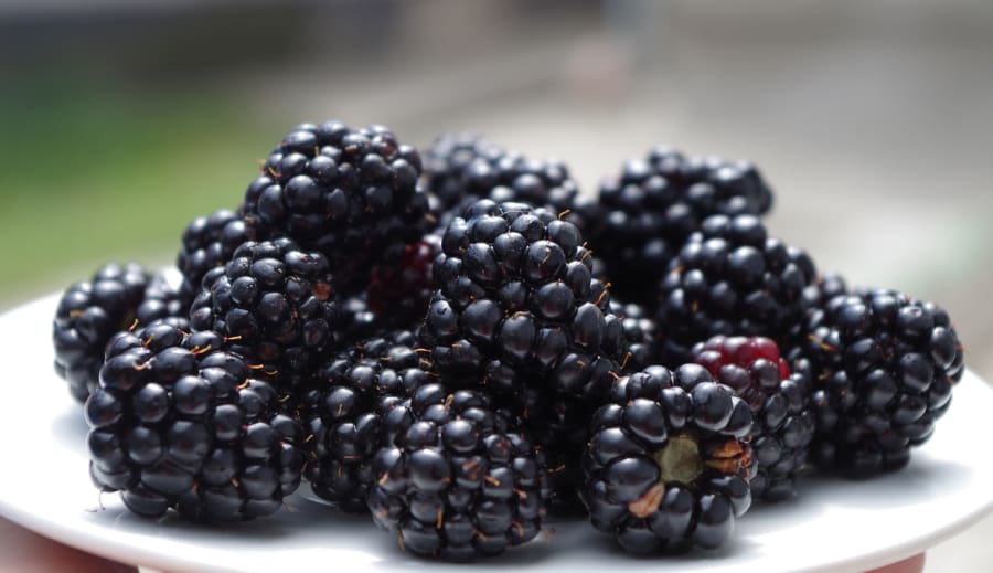 Szív és érrendszer – fekete szeder