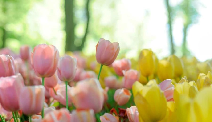 Virág jóslás II. rész