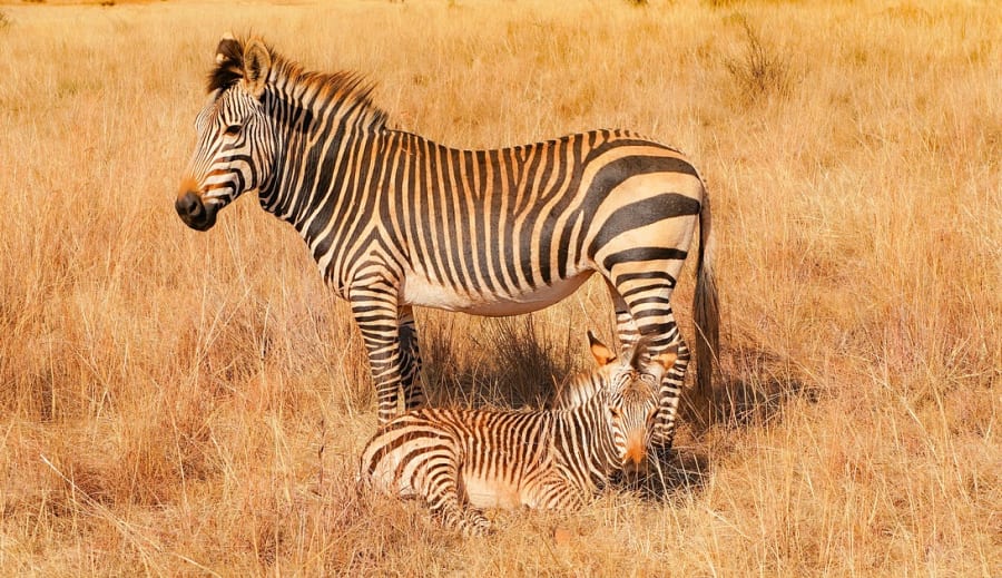 Zebra