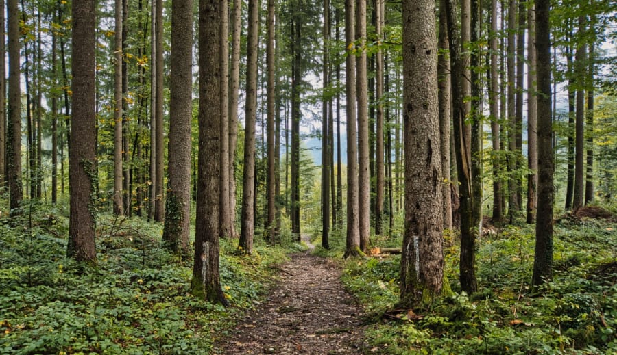 Skogsrået skogens mystiska väktare