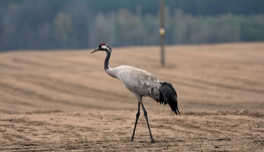 Där Tranan möter ditt hjärta