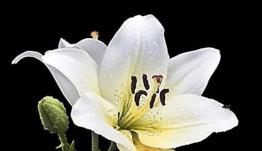 En vit lilja i en utsträckt hand