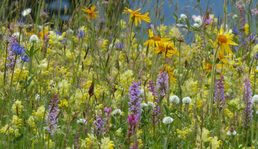 Blomstermagi i vardagen