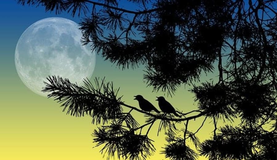 Idag har vi fullmåne i Vågen.