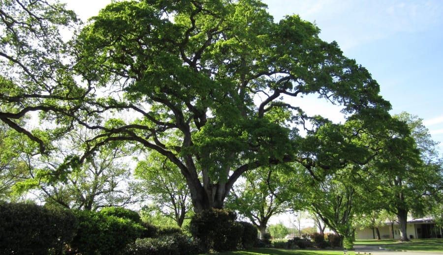 Trädens Andliga Kraft