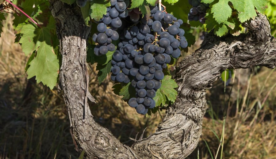 Vinalia hyllar gudarna och det nyss mogna vinet